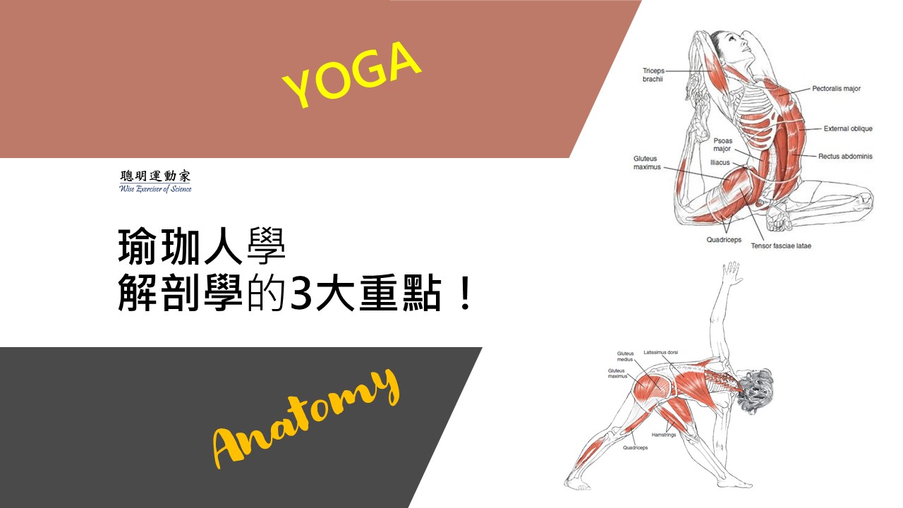 瑜珈人學解剖學的3大重點！
