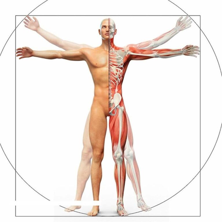 運動系統 骨骼肌肉系統