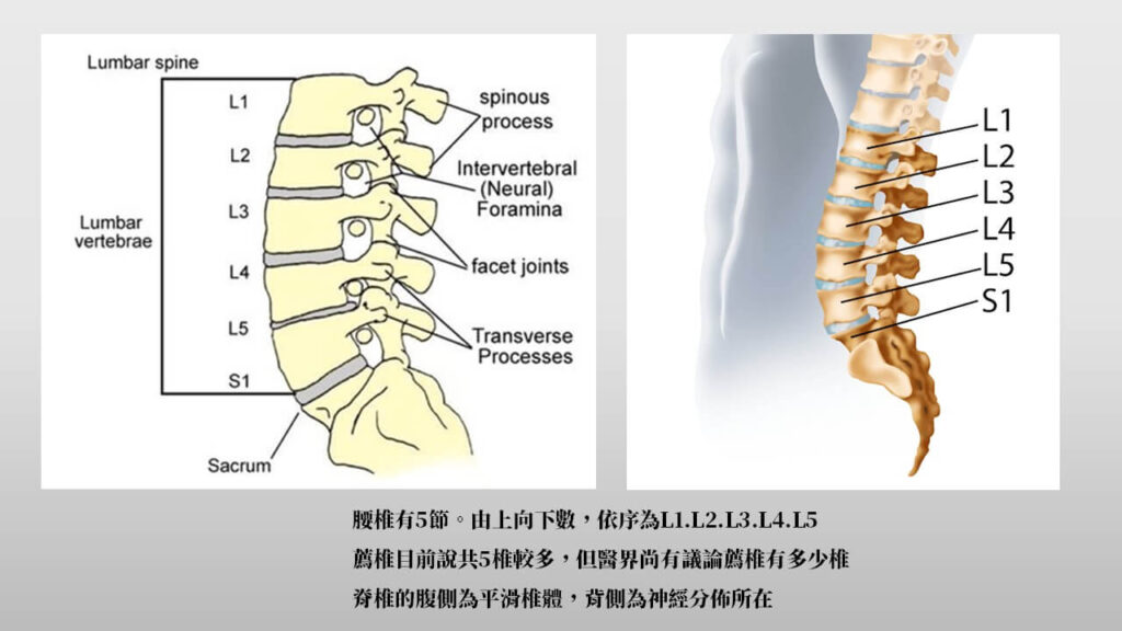 腰椎到薦椎