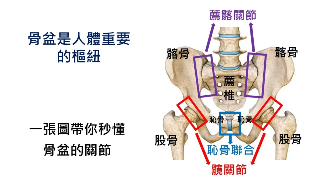 瞭解骨盆的關節,解決腰椎、臗關節、膝關節的問題
